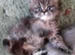 CFA Registered Adorable Dark Tabby Persian Kitten - Persian Cat For Sale - Perry, FL, US