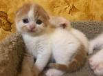 TavaniPaws Icecream - Scottish Fold Cat For Sale - Seattle, WA, US