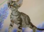 Morph - Devon Rex Cat For Sale - Miami, FL, US