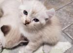 Girl - Highlander Cat For Sale - Monroe, MI, US