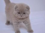 Bella - Scottish Fold Cat For Sale - Hollywood, FL, US