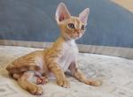 Maxim - Devon Rex Cat For Sale - Miami, FL, US