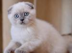 Dallas - Scottish Fold Cat For Sale - Hollywood, FL, US