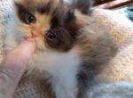 Playful CFA Registered Calico Kitten - Persian Cat For Sale - Perry, FL, US