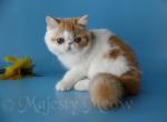 Venya - Exotic Cat For Sale - Yucca Valley, CA, US