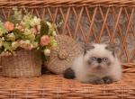 Topaz - Exotic Cat For Sale - Miami, FL, US