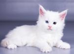 Valuable - Maine Coon Cat For Sale - Hollywood, FL, US