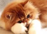 Chico - Persian Cat For Sale - Norwalk, CT, US