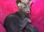 Blue Oriental Shorthair male - Oriental Cat For Sale - Buffalo, NY, US