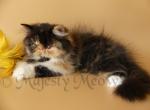 Carmen - Persian Cat For Sale - Yucca Valley, CA, US