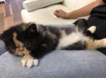 Lysya - Exotic Cat For Sale - Miami, FL, US