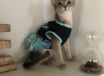 Lili - Abyssinian Cat For Sale - Norwalk, CT, US