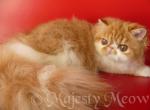 Simbo - Persian Cat For Sale - Yucca Valley, CA, US