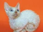 Fellen Fantastic Lime - Devon Rex Cat For Sale - Miami, FL, US