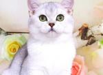 Angela - British Shorthair Cat For Sale - Miami, FL, US