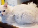 Pearl - Turkish Angora Cat For Adoption - NY, US