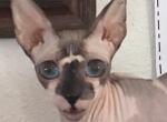 Tiara blue eyes bald - Peterbald Cat For Sale - Dallas, TX, US