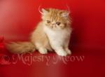 Vitos - Persian Cat For Sale - Yucca Valley, CA, US