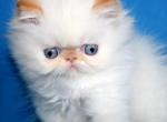 Jill - Persian Cat For Sale - Norwalk, CT, US