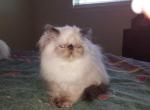 Himalayan Persian Kitten - Himalayan Cat For Sale - Satellite Beach, FL, US