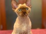 Narniya - Devon Rex Cat For Sale - Miami, FL, US