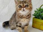 Dusya - Exotic Cat For Sale - Miami, FL, US