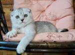 Archi - Scottish Fold Cat For Sale - Hollywood, FL, US