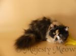 Monique - Persian Cat For Sale - Yucca Valley, CA, US