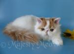 Hugo - Persian Cat For Sale - Yucca Valley, CA, US