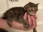 Apollo - Pixie-Bob Cat For Sale - WA, US