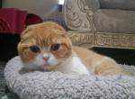 Tavanipaws Dulsineya - Scottish Fold Cat For Sale/Retired Breeding - Seattle, WA, US