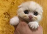 Tavanipaws Mashmellow - Scottish Fold Cat For Sale - Seattle, WA, US