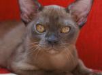 Gaby - Burmese Cat For Sale - Norwalk, CT, US