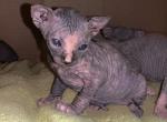 RESERVED Hensley Tortoiseshell female RESERVED - Sphynx Cat For Sale - San Antonio, TX, US