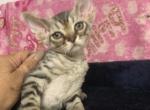 Petals    Alecai - Devon Rex Cat For Sale - Havana, AR, US