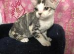 Crispin Raider - Devon Rex Cat For Sale - Havana, AR, US