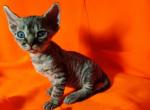 Pinpong - Devon Rex Cat For Sale - Miami, FL, US