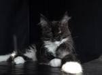 Ostin - Maine Coon Cat For Sale - Hollywood, FL, US