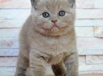 Halk - British Shorthair Cat For Sale - Miami, FL, US