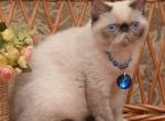 Octavia - Exotic Cat For Sale - Miami, FL, US