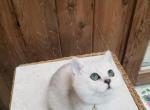 Smiling British Short Hair and  long hair Cats - British Shorthair Cat For Sale - 