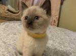 Nadia Fall Litter - Siamese Cat For Sale - Louisville, KY, US