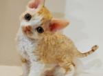 Baileys - Devon Rex Cat For Sale - Miami, FL, US