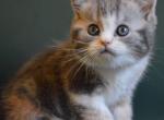 Iriska - Scottish Straight Cat For Sale - Hollywood, FL, US