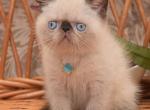 Agate - Exotic Cat For Sale - Miami, FL, US