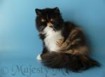 Faina - Persian Cat For Sale - Yucca Valley, CA, US