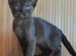 Baldr - Burmese Cat For Sale - Norwalk, CT, US