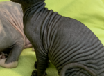 RESERVED Ozzy Black male - Sphynx Cat For Sale - San Antonio, TX, US