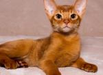 Lanvin - Abyssinian Cat For Sale - Norwalk, CT, US