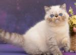 Puff - Exotic Cat For Sale - Miami, FL, US